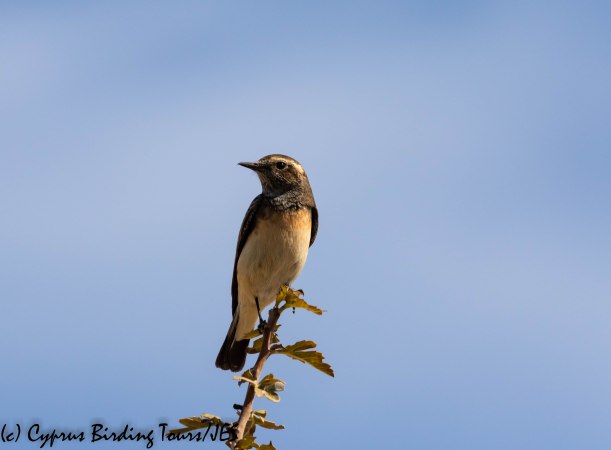 Cyprus Wheatear, Panagia Stazousa 10th October 2019 (c) Cyprus Birding Tours