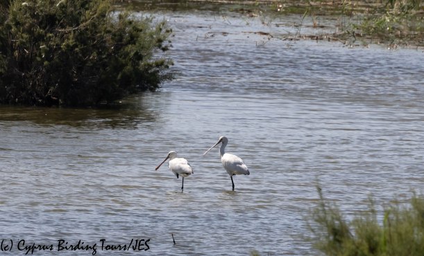 Eurasian Spoonbill, Oroklini Marsh 10th October 2019 (c) Cyprus Birding Tours