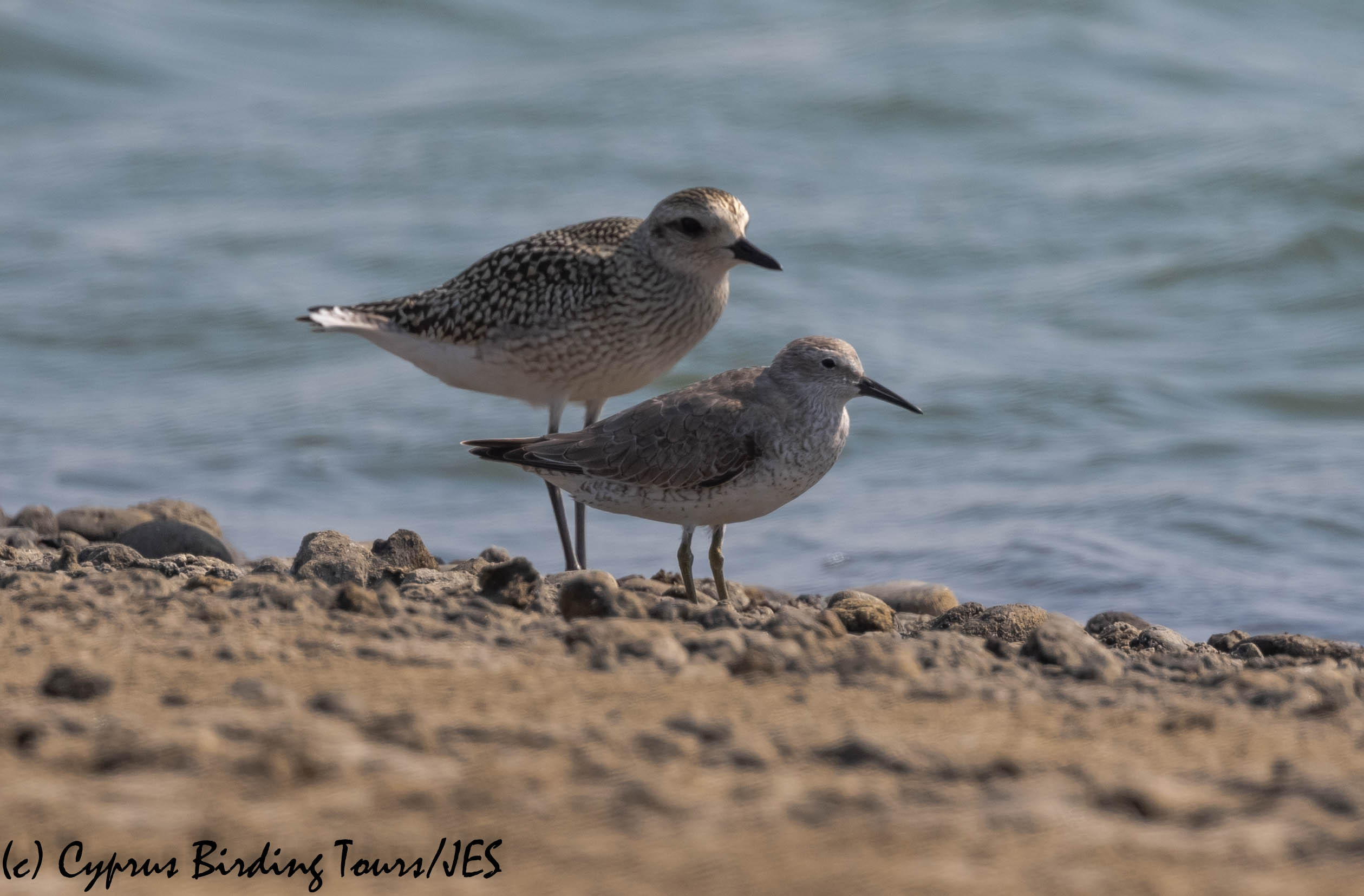 Red Knot, Akrotiri 19th October 2019 (c) Cyprus Birding Tours