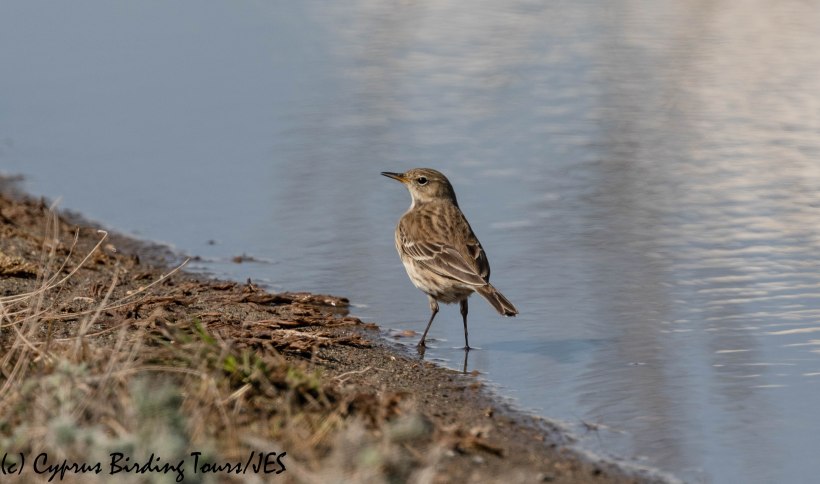 Water Pipit, Lady's Mile 28th October 2019 (c) Cyprus Birding Tours