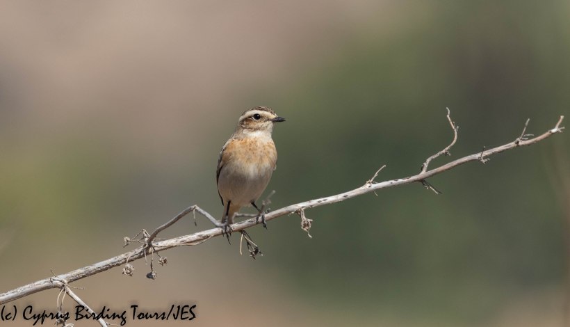 Whinchat , Agios Sozomenos, 7th October 2019 (c) Cyprus Birding Tours
