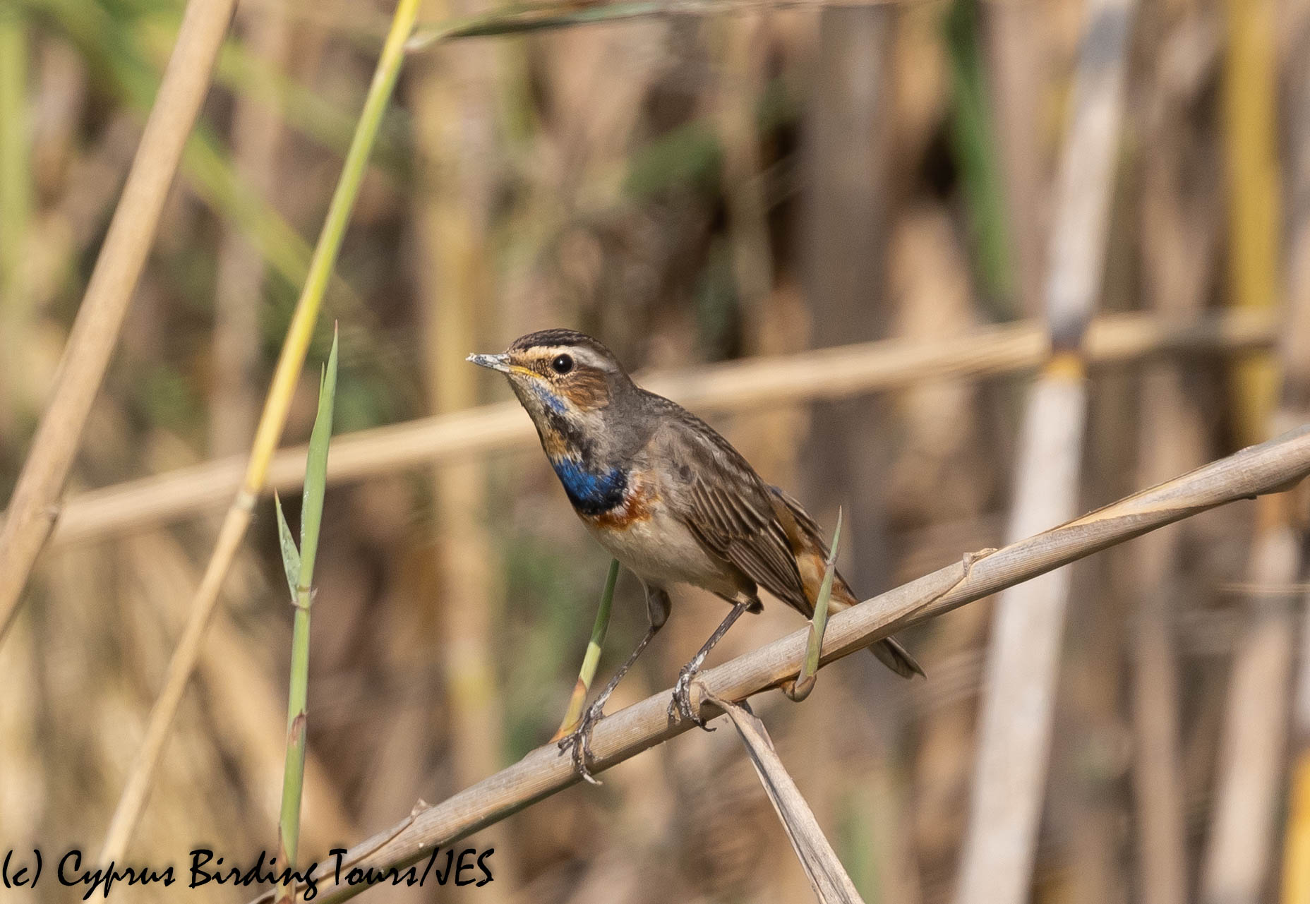 Bluethroat, Larnaca 9th November 2019 (c) Cyprus Birding Tours