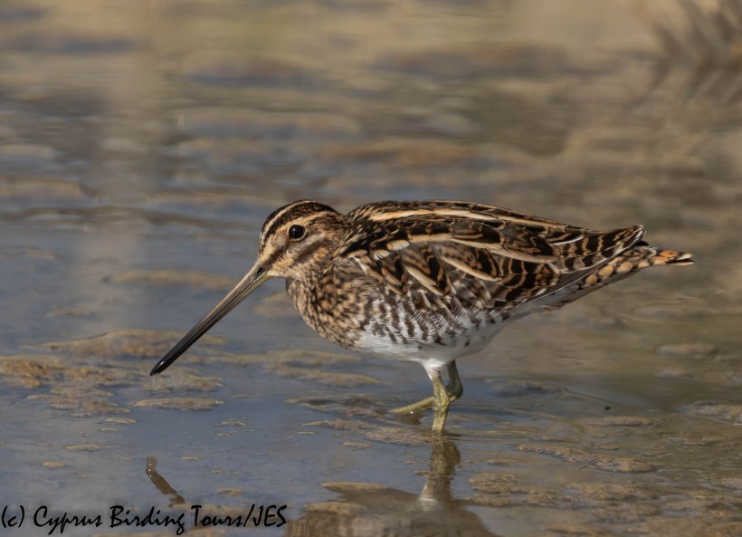 Common Snipe, Zakaki Marsh 8th November 2019 (c) Cyprus Birding Tours
