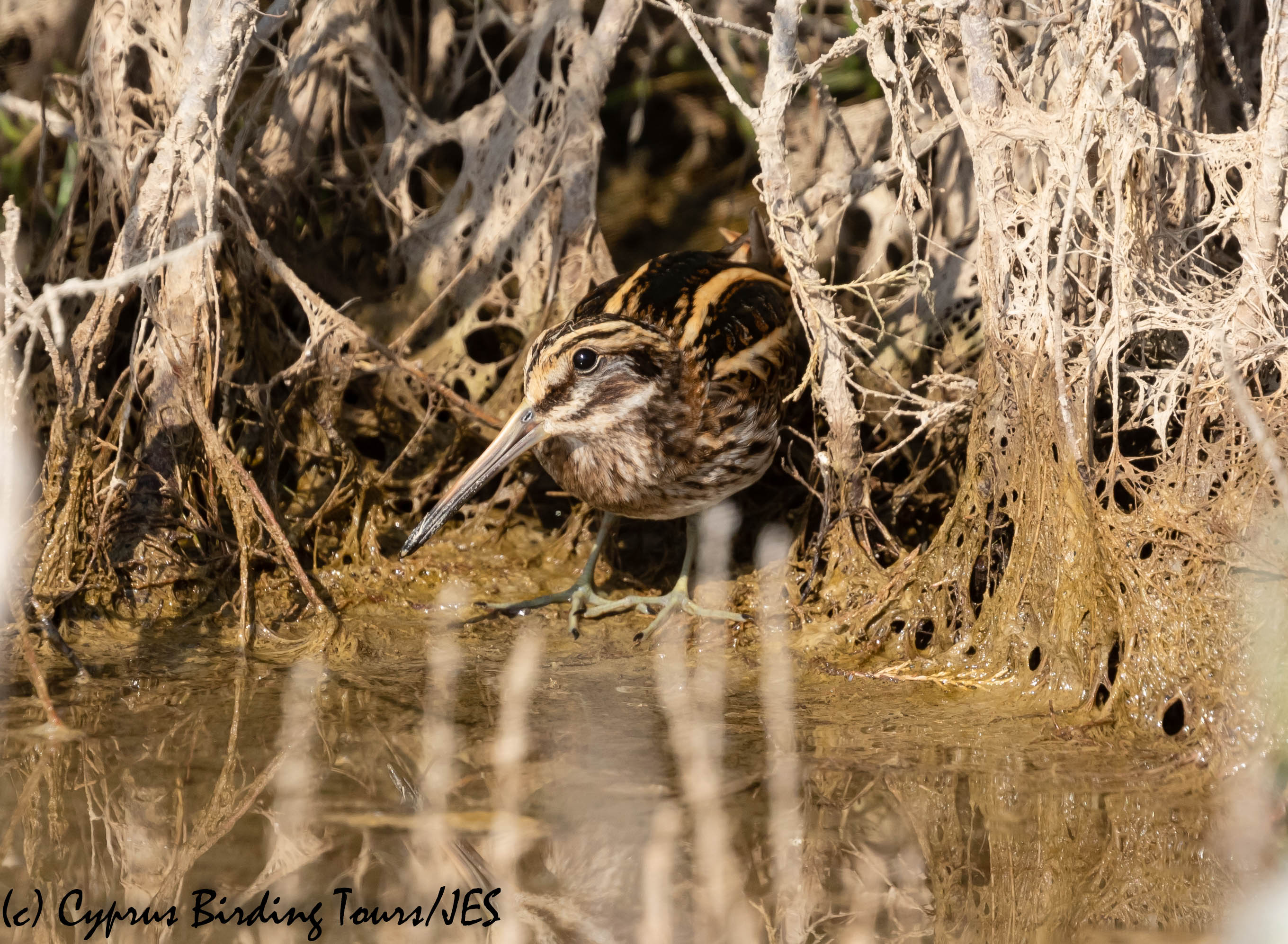 Jack Snipe , Zakaki, 8th November 2019 (c) Cyprus Birding Tours