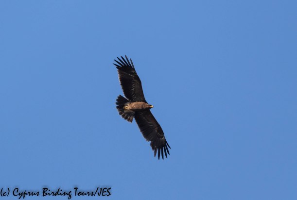Lesser Spotted Eagle, Phasouri 4th November 2019 (c) Cyprus Birding Tours