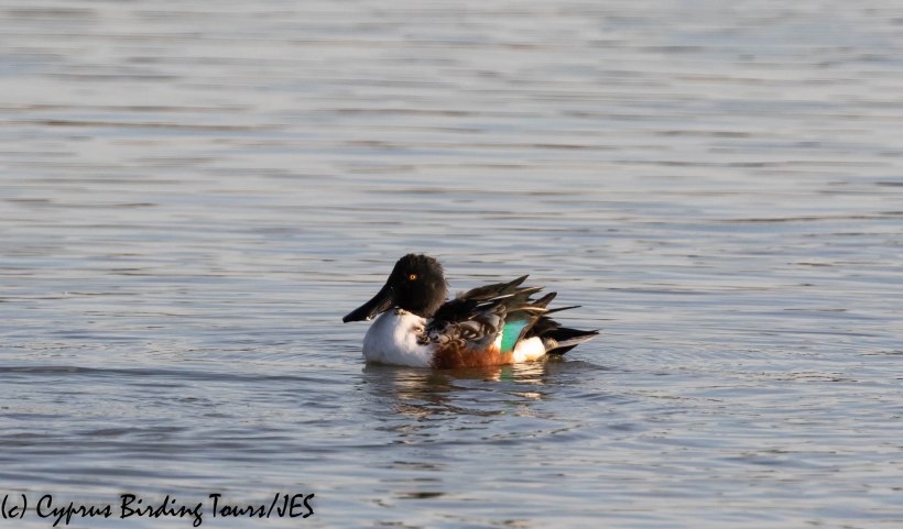 Northern Shoveler, Larnaca 18th November 2019 (c) Cyprus Birding Tours