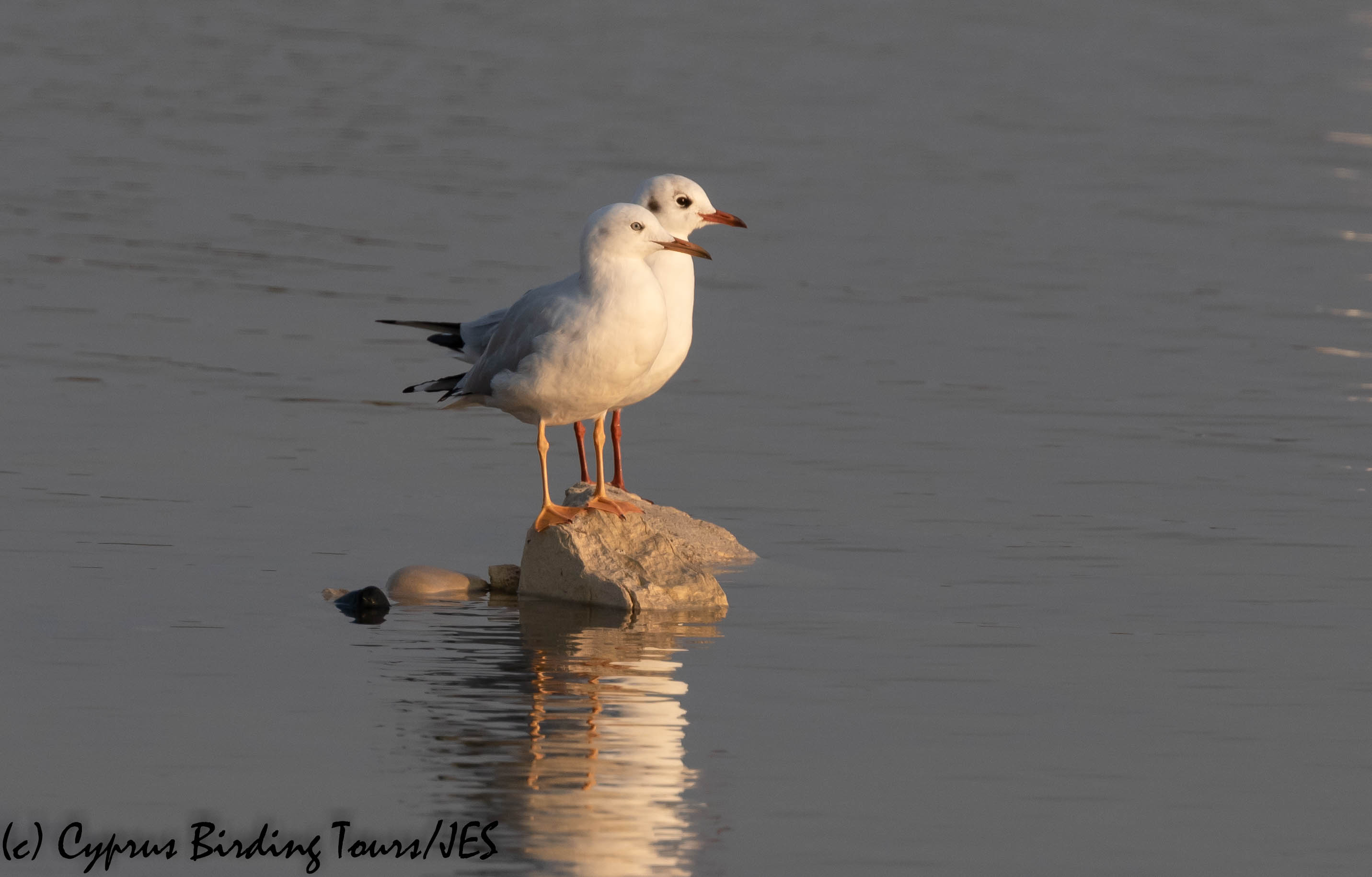 Slender-billed Gull, Lady's Mile, 22nd November 2019 (c) Cyprus Birding Tours