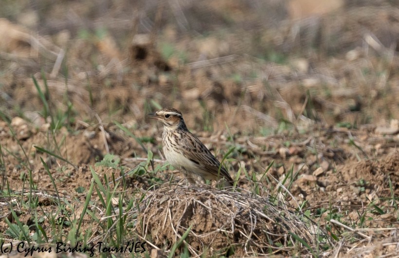 Woodlark, Pyrga 9th November 2019 (c) Cyprus Birding Tours