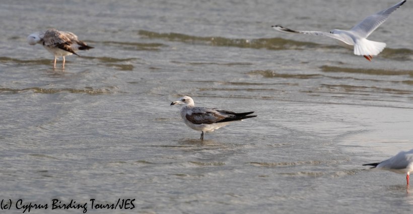 Audouin's Gull, Oroklini Beach 10th December 2019 (c) Cyprus Birding Tours