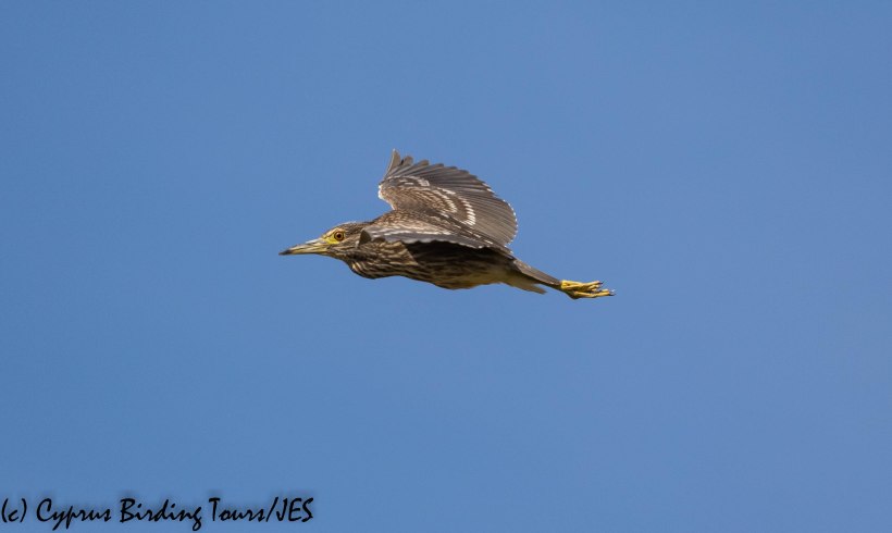 Black-crowned Night Heron juvenile, Larnaca Salt Lake 30th November 2019 (c) Cyprus Birding Tours