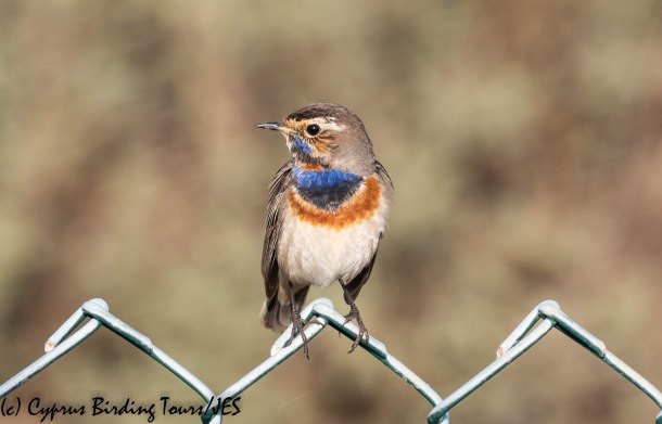Bluethroat 2, LSW 10th December 2019 (1 of 1)
