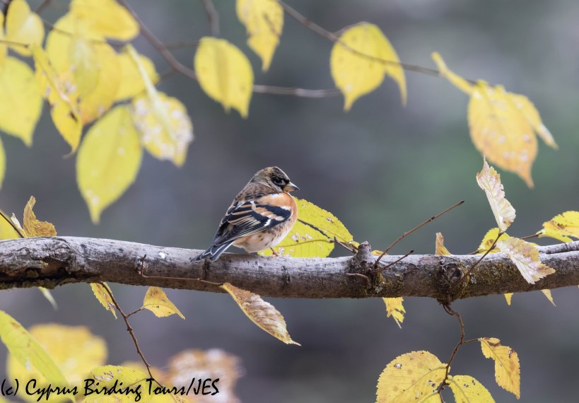 Brambling, Troodos, 6th December 2019 (c) Cyprus Birding Tours