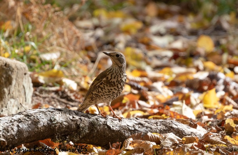 Mistle Thrush, Troodos, 6th December 2019 (c) Cyprus Birding Tours