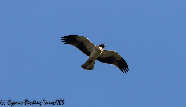 Booted Eagle, Phasouri 29th January 2020 (c) Cyprus Birding Tours