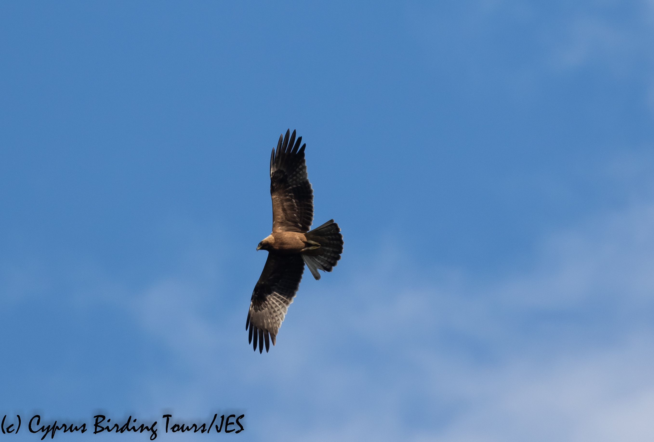 Booted Eagle, Phasouri 29th January 2020 (1 of 1)
