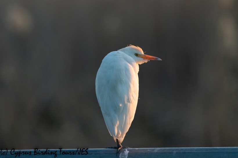 Cattle Egret, Phasouri, 21st January 2020 (c) Cyprus Birding Tours