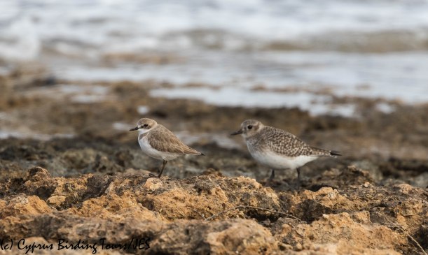 Greater Sandplover, Agia Trias 9th January 2020 (c) Cyprus Birding Tours