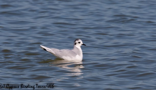 Little Gull, Larnaca Salt Lake 11th January 2020 (c) Cyprus Birding Tours