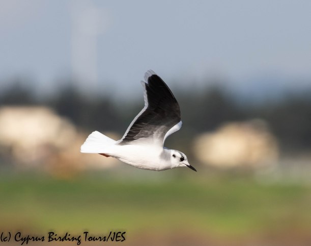 Little Gull, Meneou 9th January 2020 (c) Cyprus Birding Tours