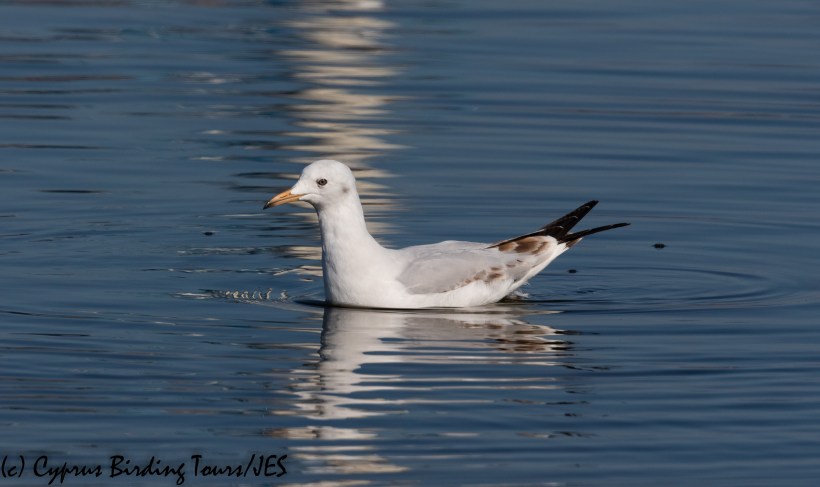 Slender-billed Gull, Lady's Mile 21st January 2020 (c) Cyprus Birding Tours