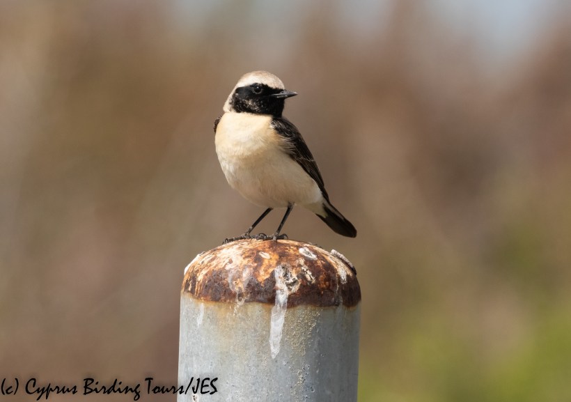Black-eared Wheatear, Larnaca 24th March 2020 (Cyprus Birding Tours)