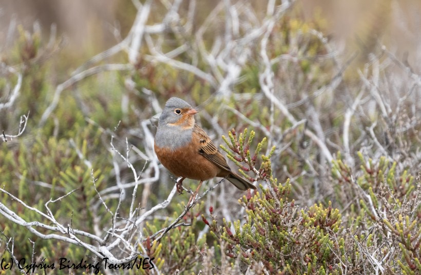 Cretzschmar's Bunting, Larnaca 5th March 2020 (c) Cyprus Birding Tours