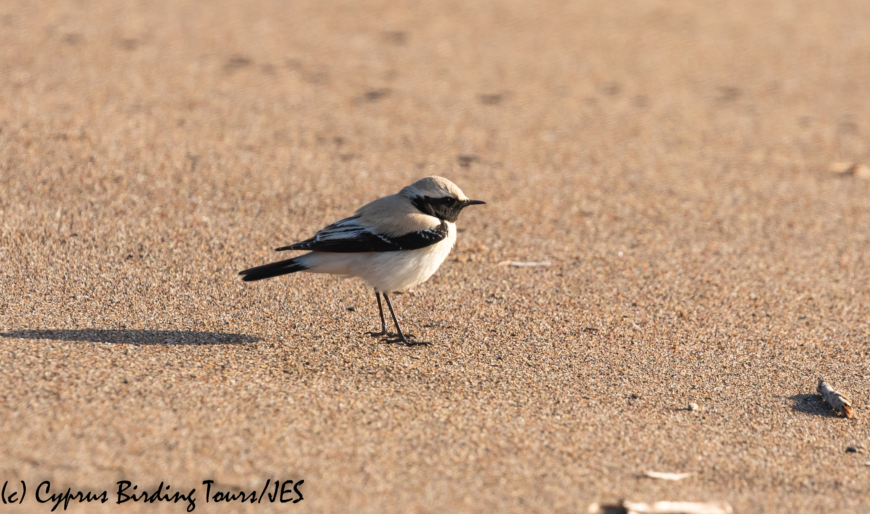 Desert Wheatear, Mandria 10th March 2020 (c) Cyprus Birding Tours