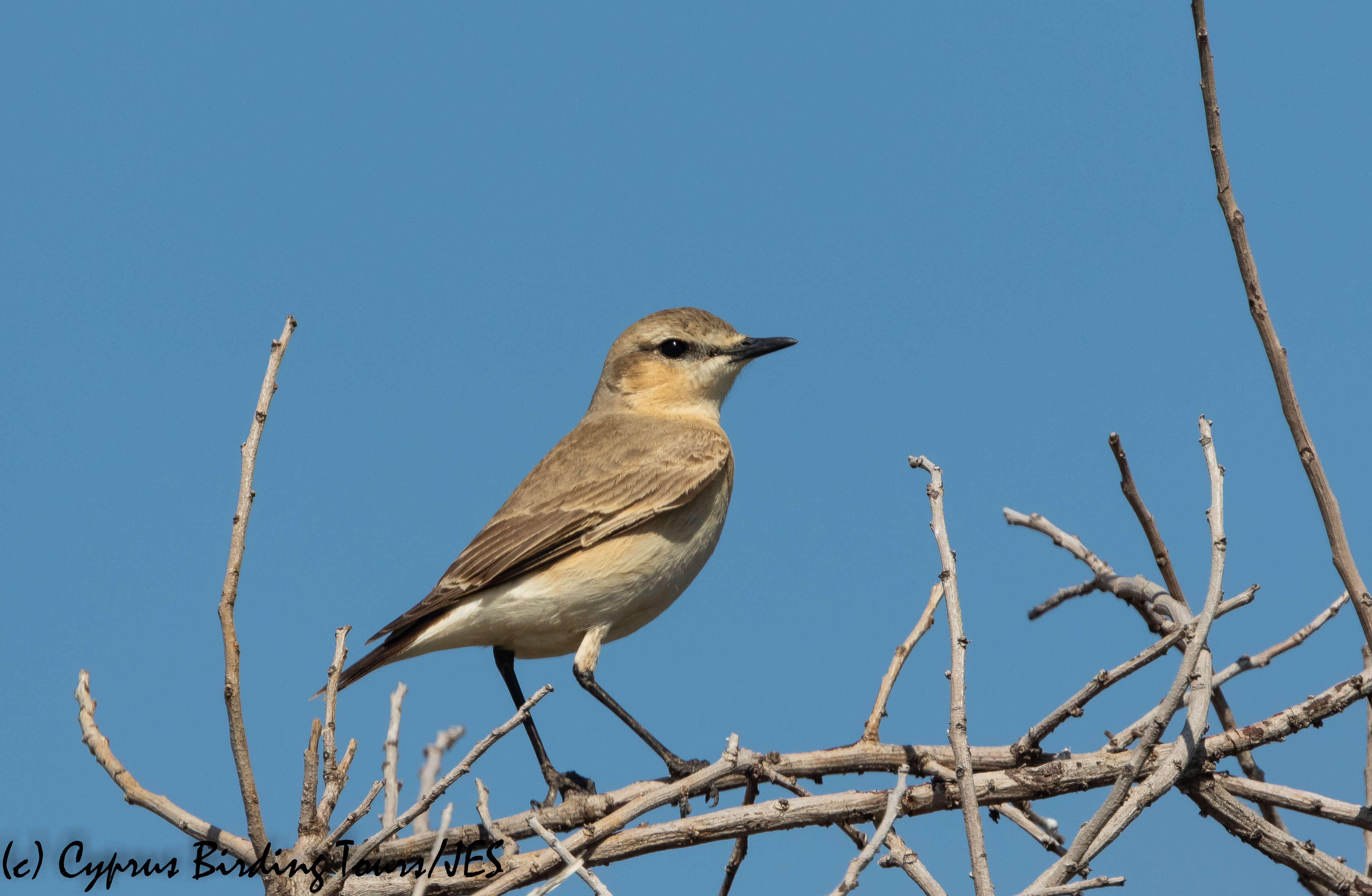 Isabelline Wheatear, Petounta 8th March 2020 (c) Cyprus Birding Tours