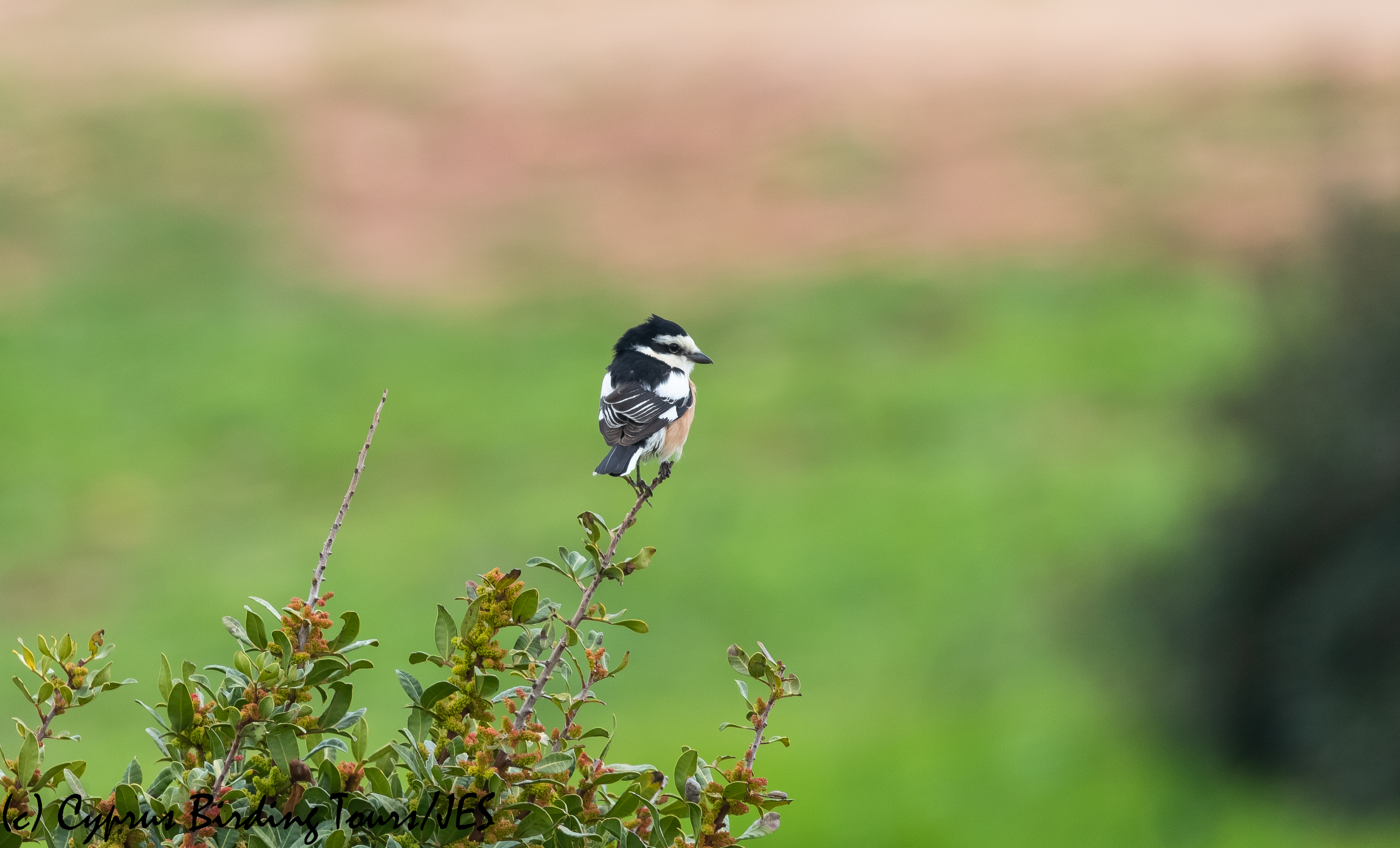 Masked Shrike, Cape Greco 13th March 2020 (c) Cyprus Birding Tours