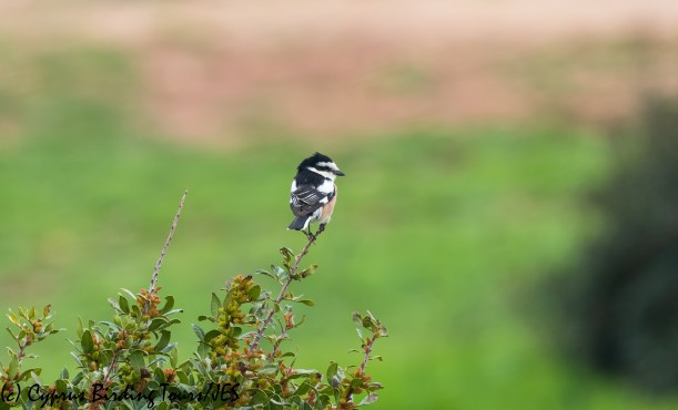 Masked Shrike, Cape Greco 13th March 2020 (c) Cyprus Birding Tours