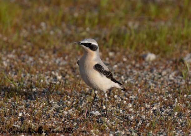 Northern Wheatear, Spiros Pool 24th March 2020 (c) Cyprus Birding Tours
