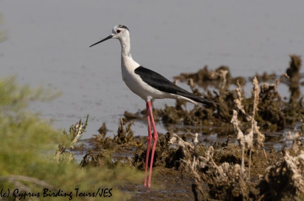 Black-winged Stilt, Meneou 7th June 2020 (c) Cyprus Birding Tours