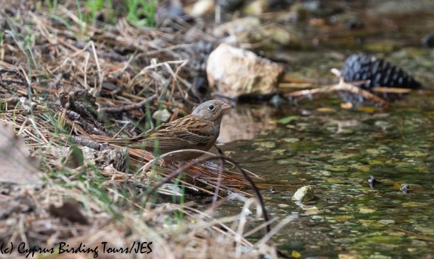 Cretzschmar's Bunting, Akamas 21st May 2020 (c) Cyprus Birding Tours