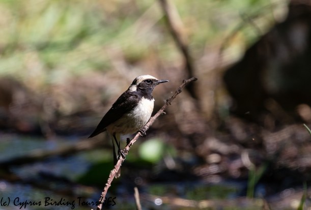 Cyprus Wheatear, Troodos, 2nd June 2020 (c) Cyprus Birding Tours