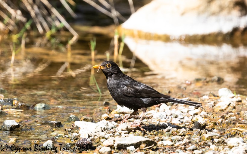 Eurasian Blackbird, Troodos 16th June 2020 (c) Cyprus Birding Tours