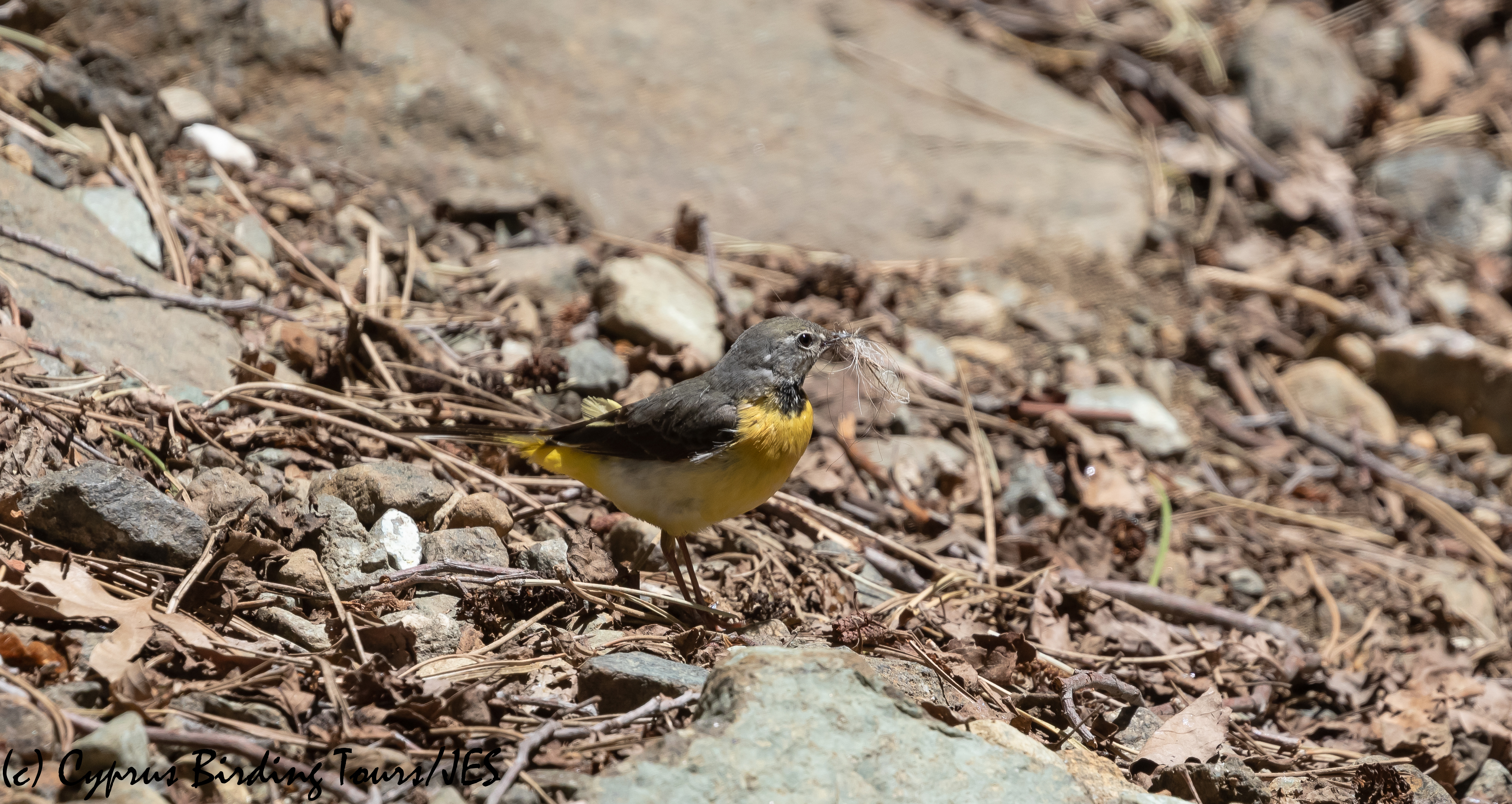 Grey Wagtail, Troodos, 2nd June 2020 (c) Cyprus Birding Tours