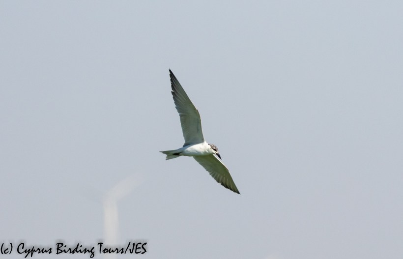 Gull-billed Tern, Larnaca Sewage Works, 25th June 2020 (c) Cyprus Birding Tours