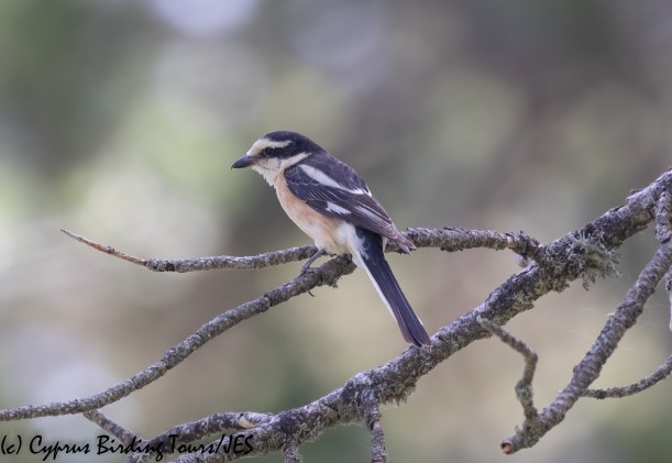 Masked Shrike, Troodos 16th June 2020 (c) Cyprus Birding Tours