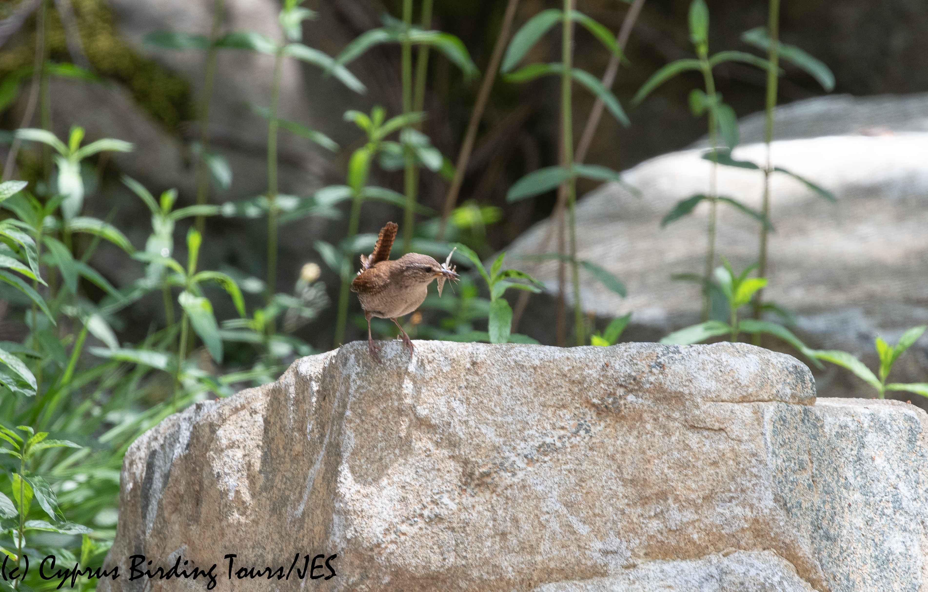 Northern Wren, Troodos, 2nd June 2020 (c) Cyprus Birding Tours
