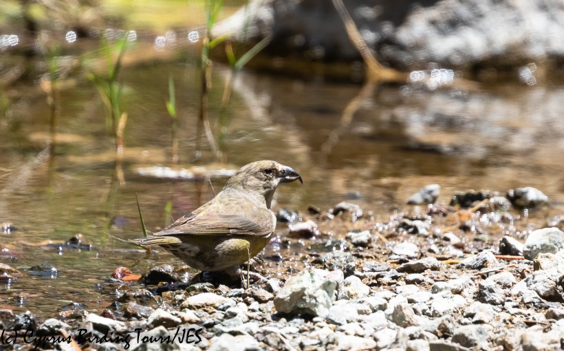 Red Crossbill, Troodos 23rd June 2020 (c) Cyprus Birding Tours