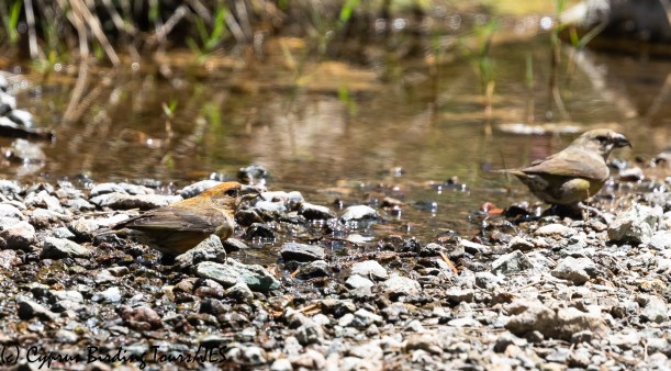 Red Crossbill, Troodos 23rd June 2020 (c) Cyprus Birding Tours