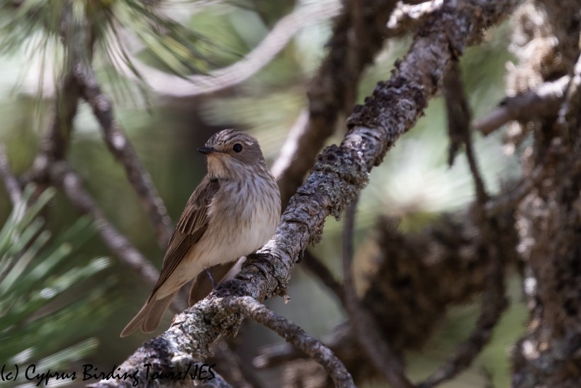 Spotted Flycatcher, Troodos 16th June 2020 (c) Cyprus Birding Tours