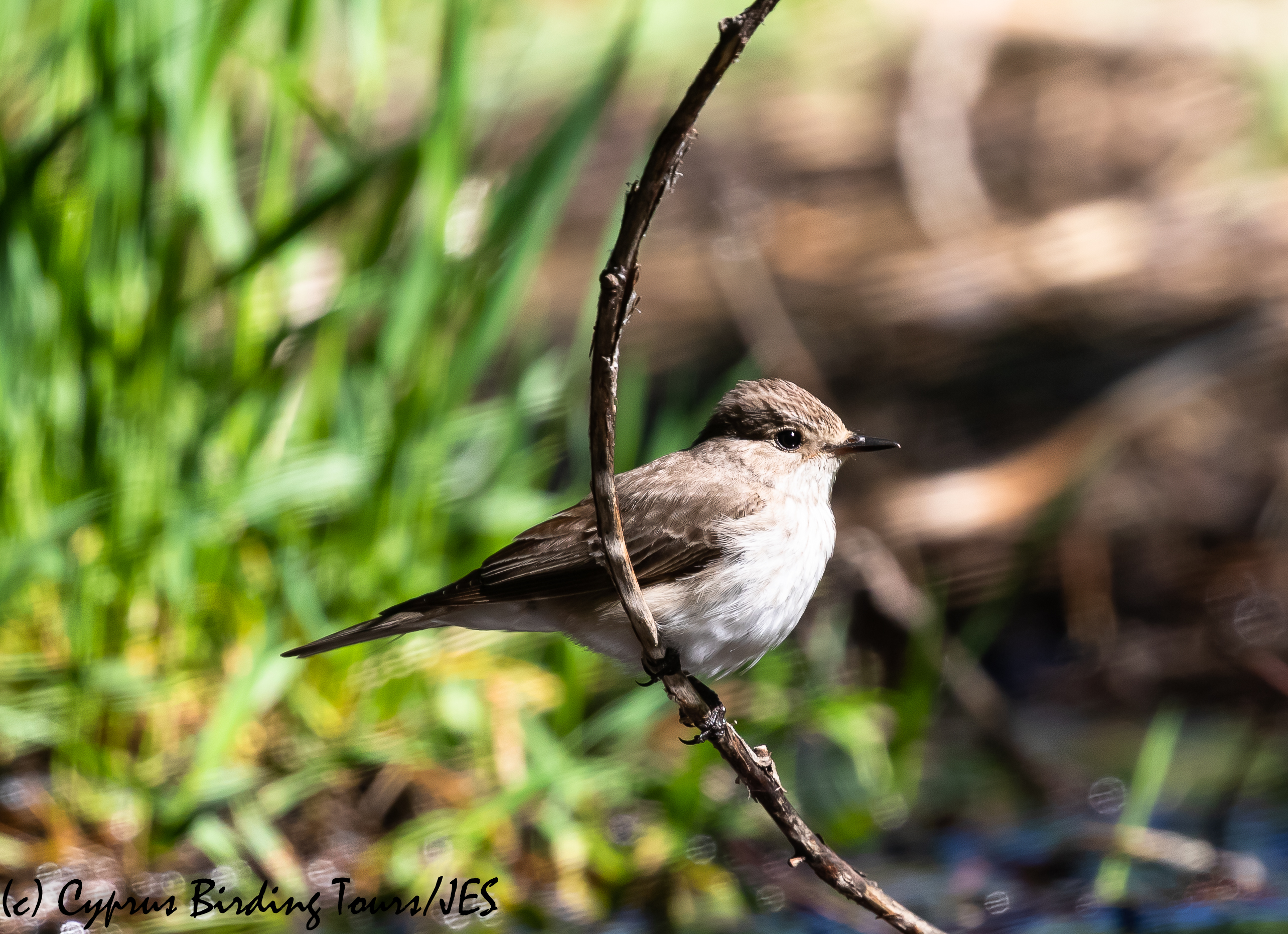 Spotted Flycatcher, Troodos, 2nd June 2020(c) Cyprus Birding Tours