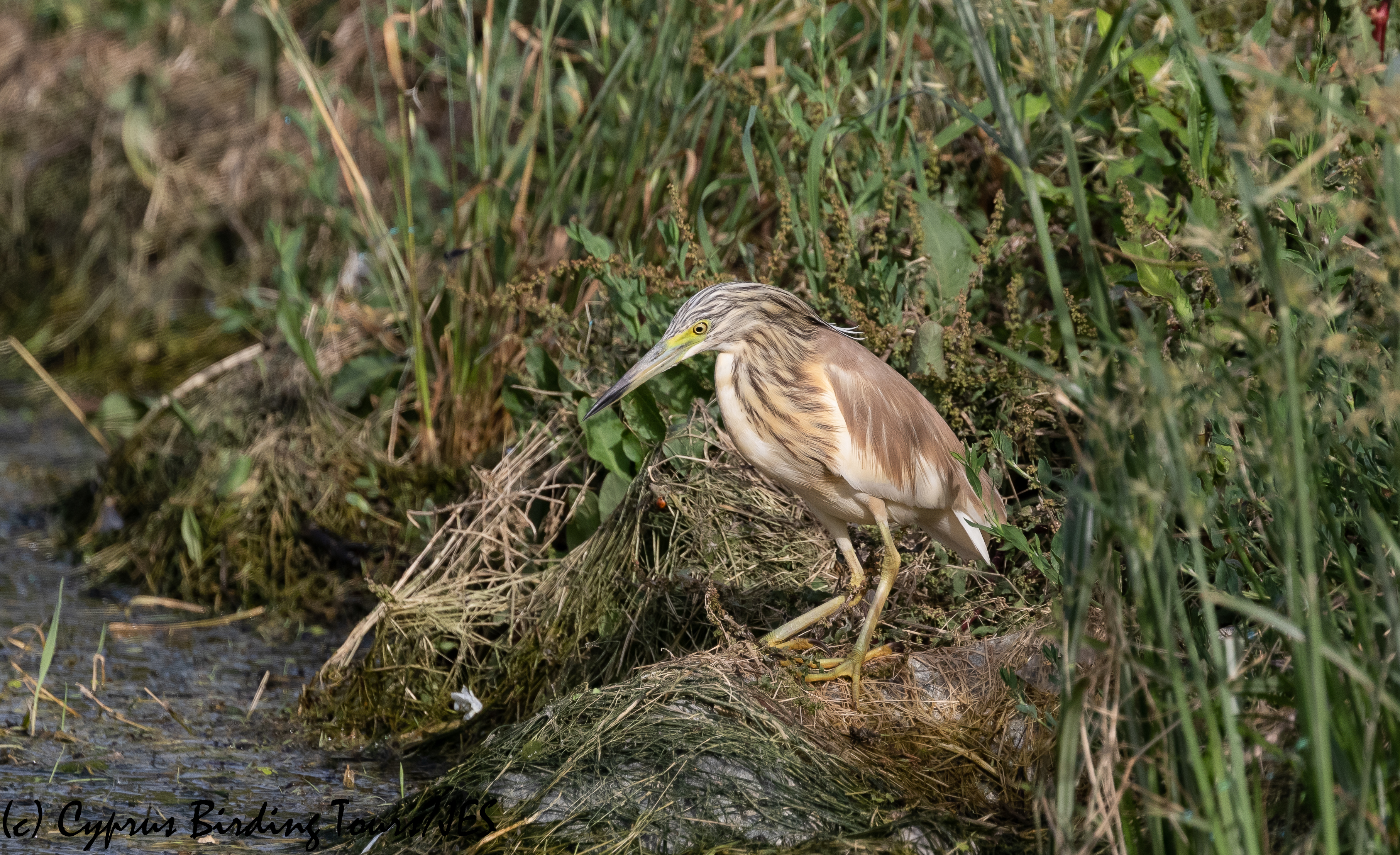 Squacco Heron, Agia Varvara 21st May 2020 (c) Cyprus Birding Tours
