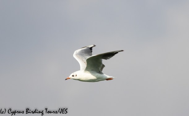 Black-headed Gull, Larnaca Sewage Works, 17th July 2020 (c) Cyprus Birding Tours