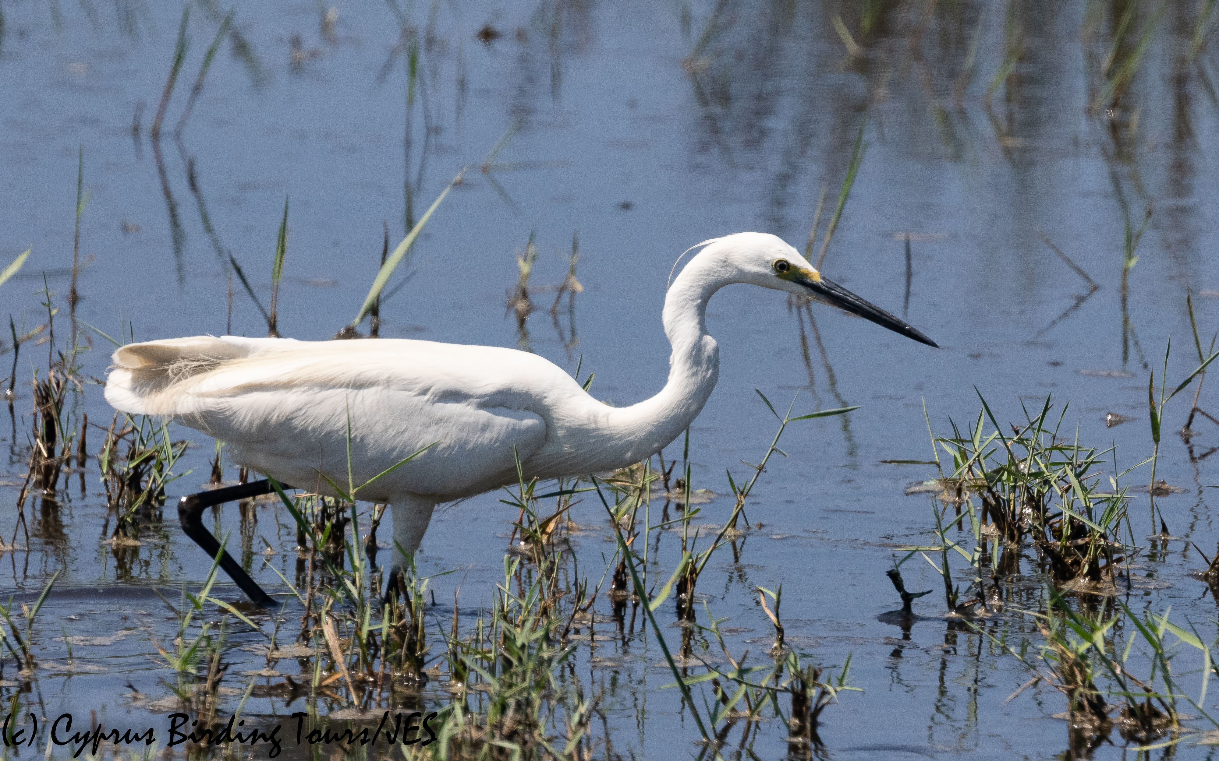 Little Egret, Akrotiri 2nd July 2020