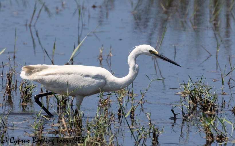 Little Egret, Akrotiri 2nd July 2020