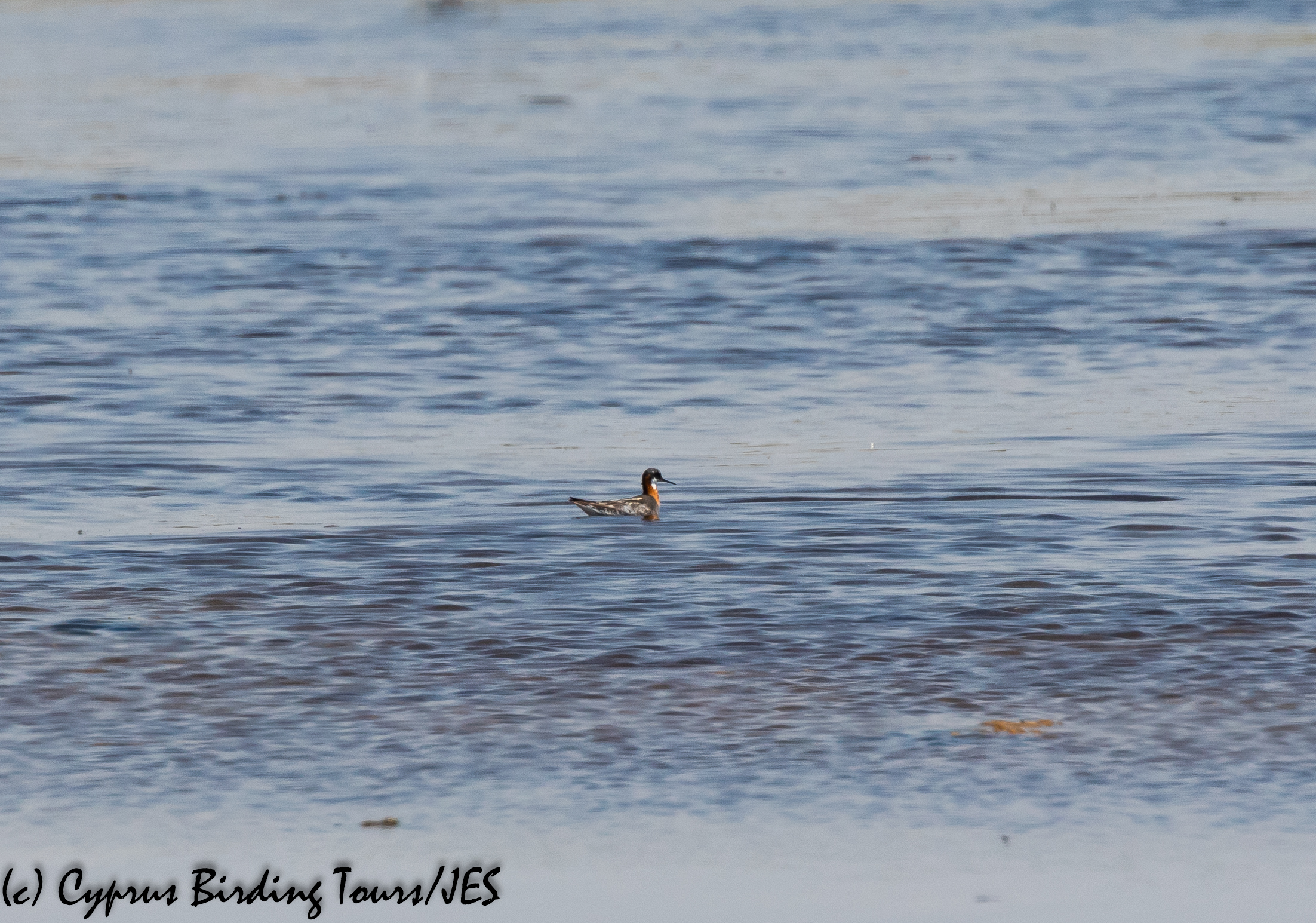 Red-necked Phalarope, Larnaca 17th July 2020 (c) Cyprus Birding Tours