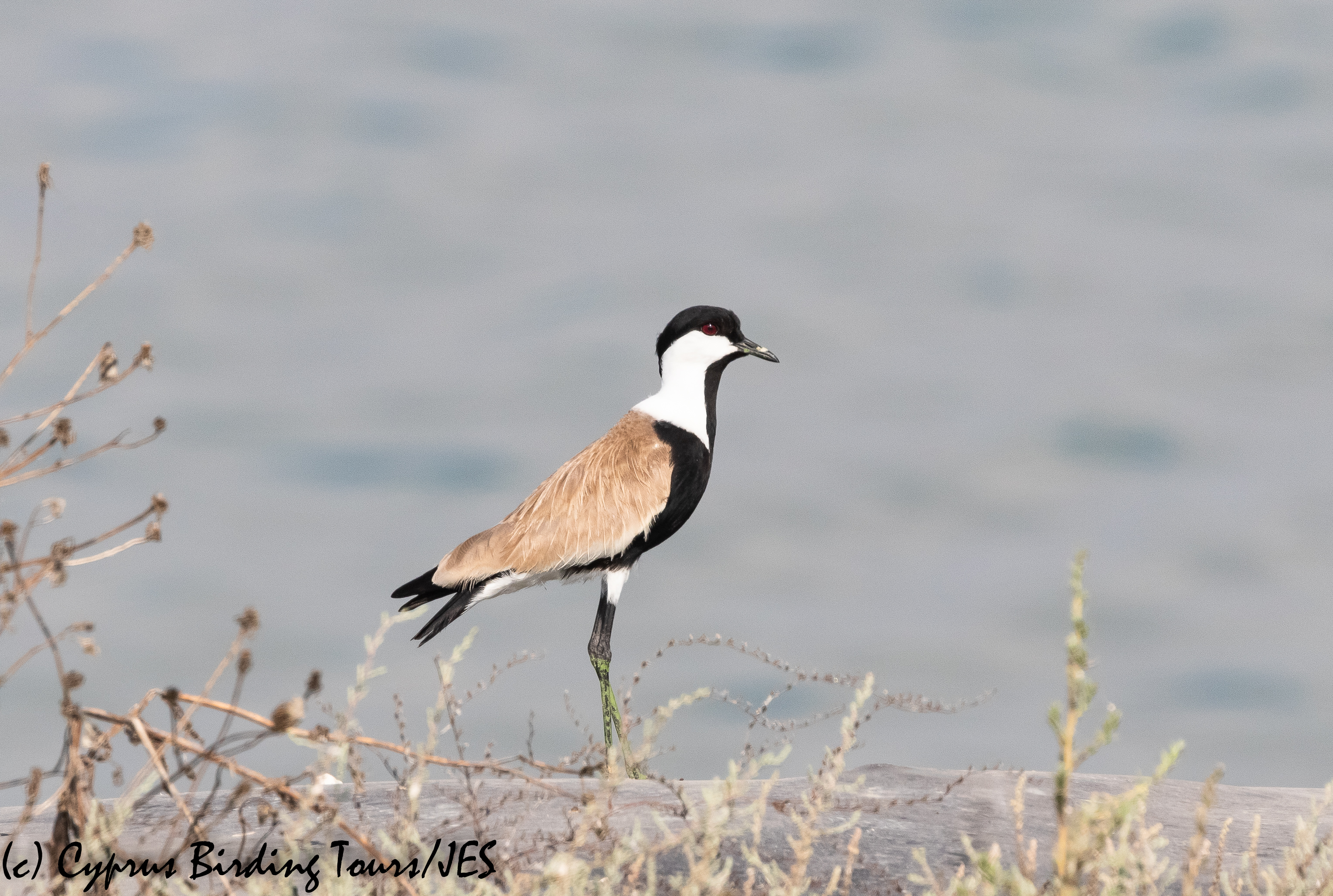 Spur-winged Lapwing. Larnaca Sewage Works, 17th July 2020 (c) Cyprus Birding Tours
