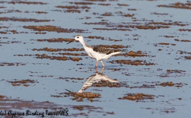 Black-winged Stilt, Meneou 18th August 2020 (c) Cyprus Birding Tours